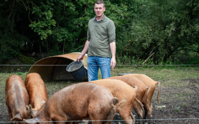 De Varkens van De Scheperij: Natuurlijke Bestrijders van Berenklauw in Paterswolde