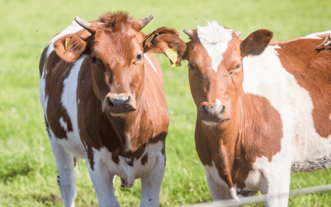 Dagbesteding De scheperij rundvlees vlees biologisch natuurlijk